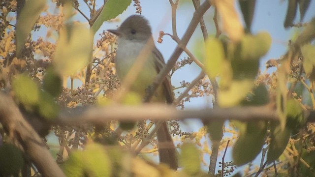 Nutting's Flycatcher - ML513444541