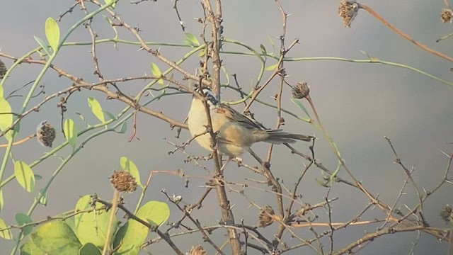 Stripe-headed Sparrow - ML513444741