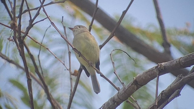 Dusky Flycatcher - ML513444971