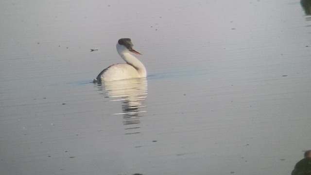 Clark's Grebe - ML513446311