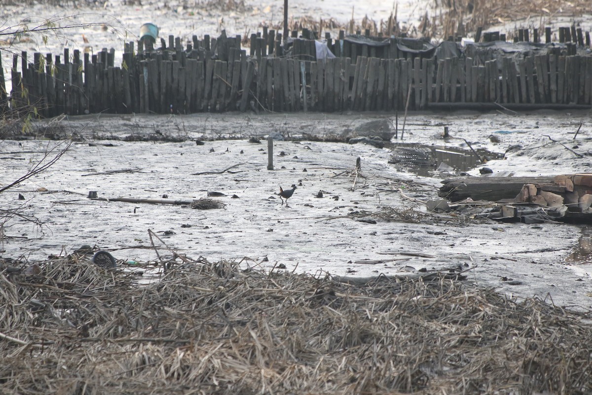 White-breasted Waterhen - ML513446411