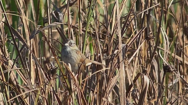 Bruant des marais - ML513446571