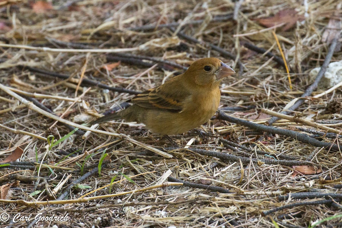 Blue Grosbeak - ML51344701