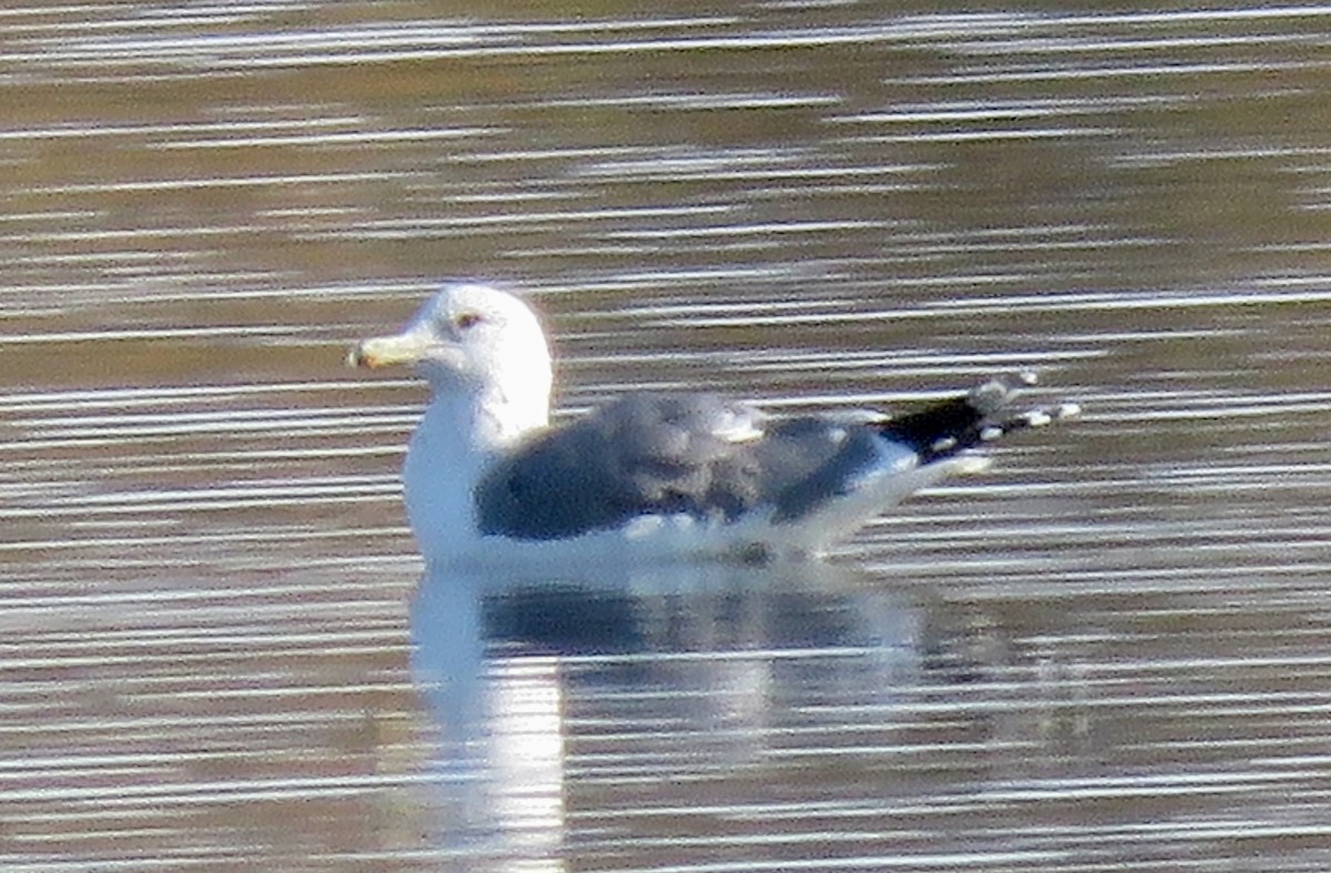 California Gull - ML513447341