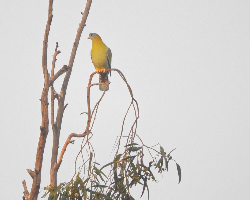 Yellow-footed Green-Pigeon - ML513447431