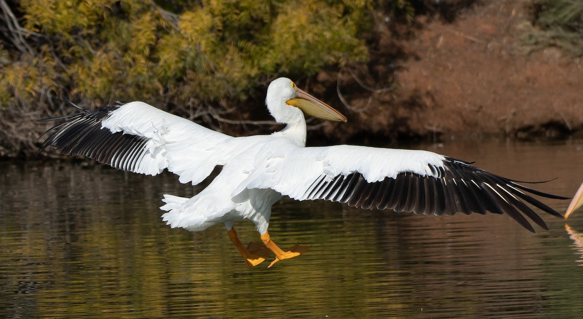 American White Pelican - Gordon Karre