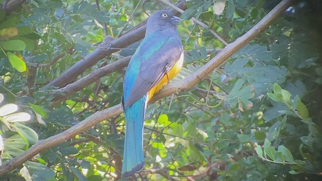 Trogon citrin - ML513448661