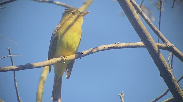 Mosquero del Pacífico (grupo difficilis) - ML513448971