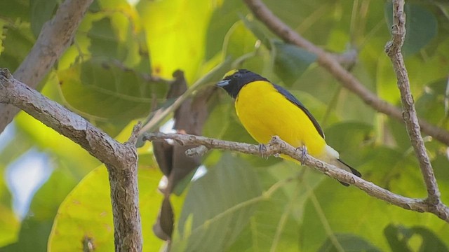 West Mexican Euphonia - ML513449251