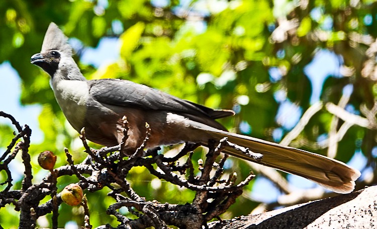 Bare-faced Go-away-bird - ML513451061