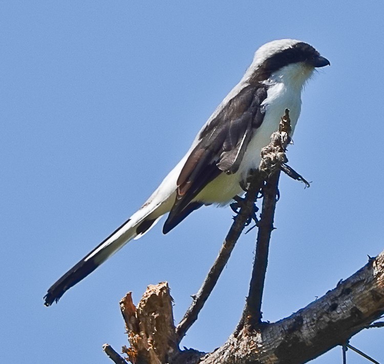 Gray-backed Fiscal - ML513452191