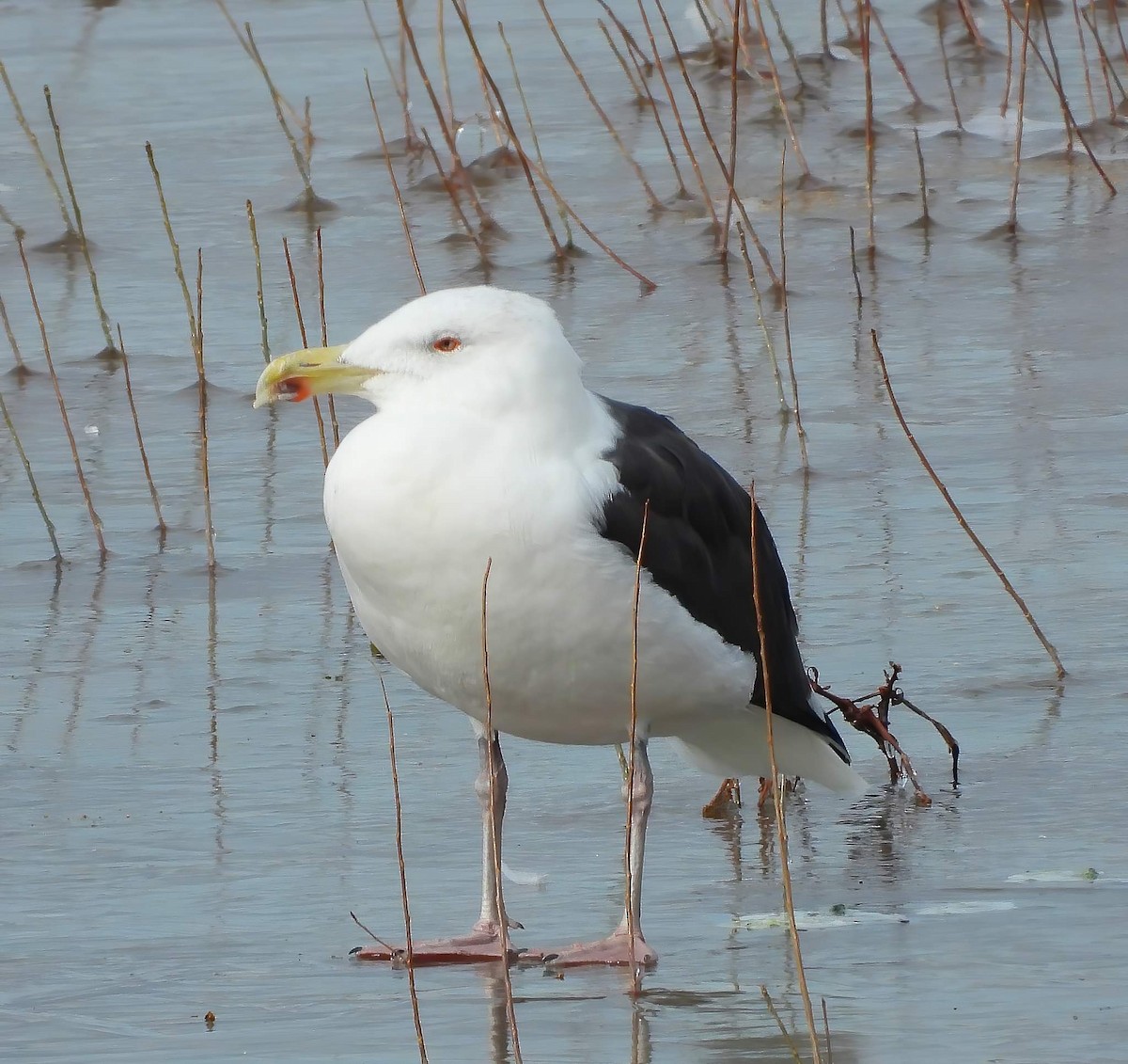 Great Black-backed Gull - ML513453981