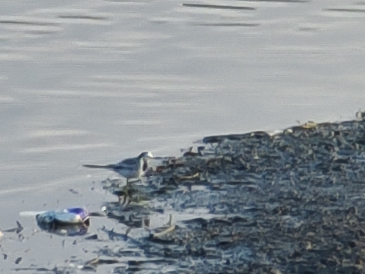 White Wagtail - Kevin DeBoer