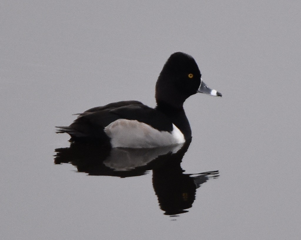 Ring-necked Duck - ML513456131