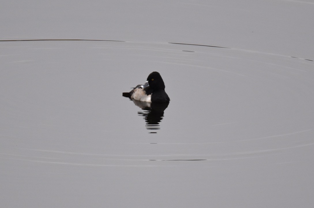 Ring-necked Duck - ML513456151