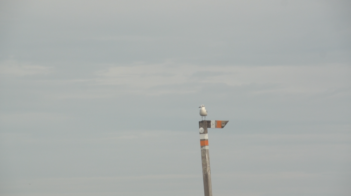 Gaviota Guanaguanare - ML513456961