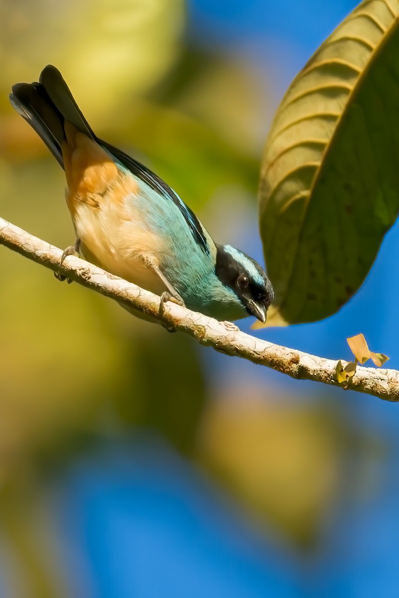 Blue-browed Tanager - Dubi Shapiro