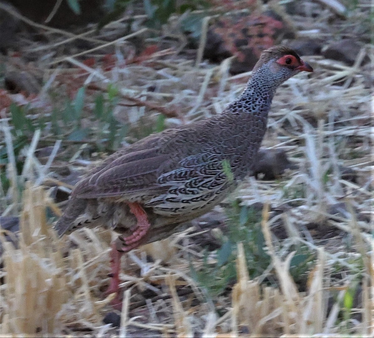 Harwood's Spurfowl - Sherry Hagen