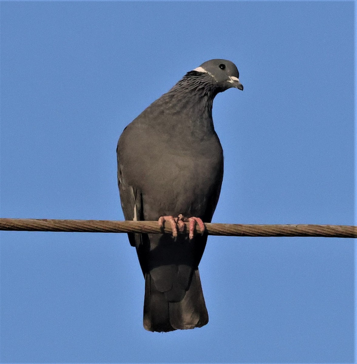 White-collared Pigeon - ML513458801