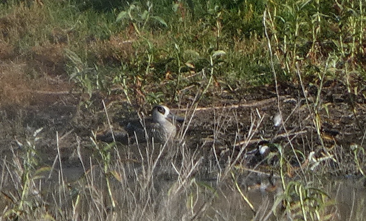 Pink-eared Duck - ML513459591