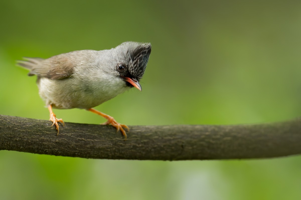 Black-chinned Yuhina - ML513459661