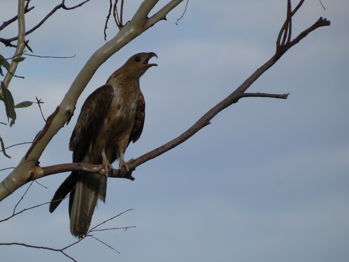 Whistling Kite - ML513460761