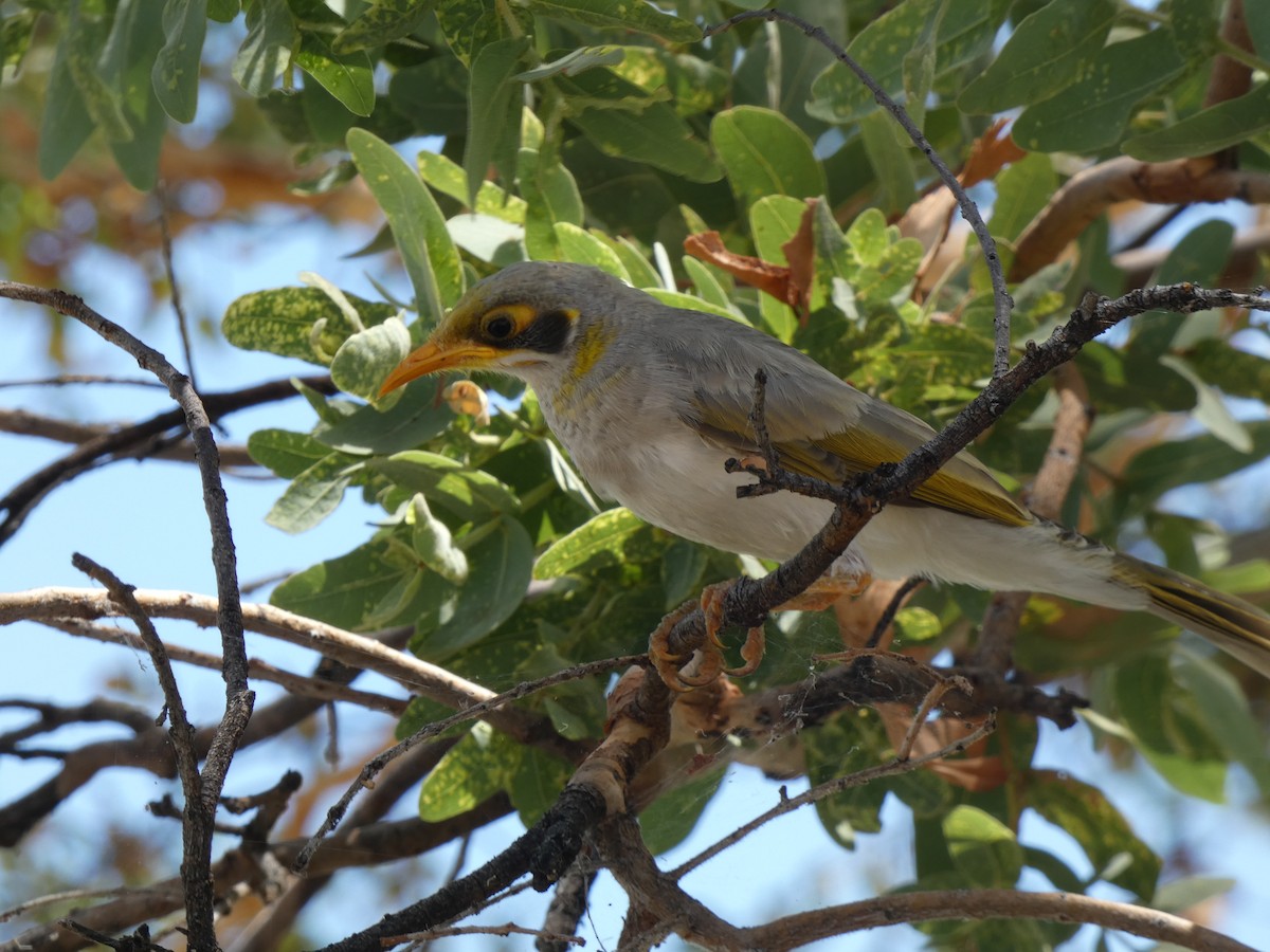 Yellow-throated Miner - ML513460901