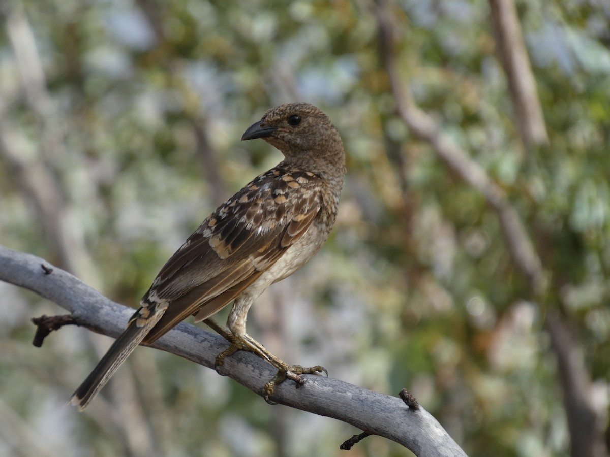 Spotted Bowerbird - ML513461621
