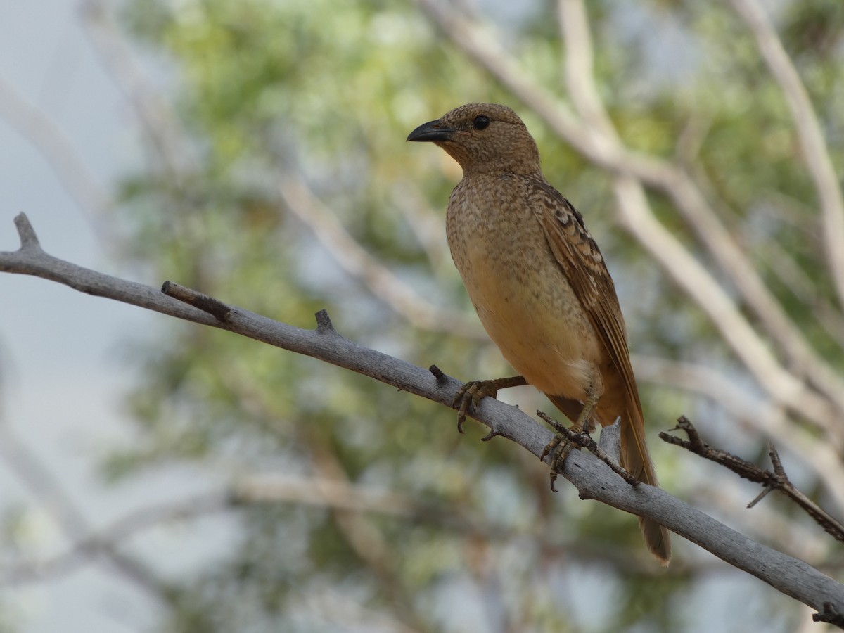 Spotted Bowerbird - ML513461741