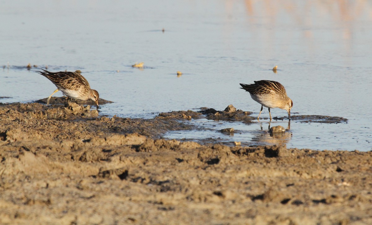 Sharp-tailed Sandpiper - ML513462251