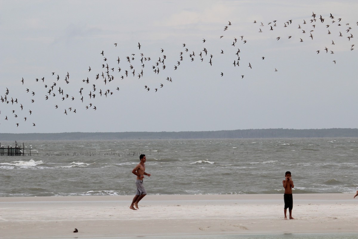 Red Knot - ML51346281