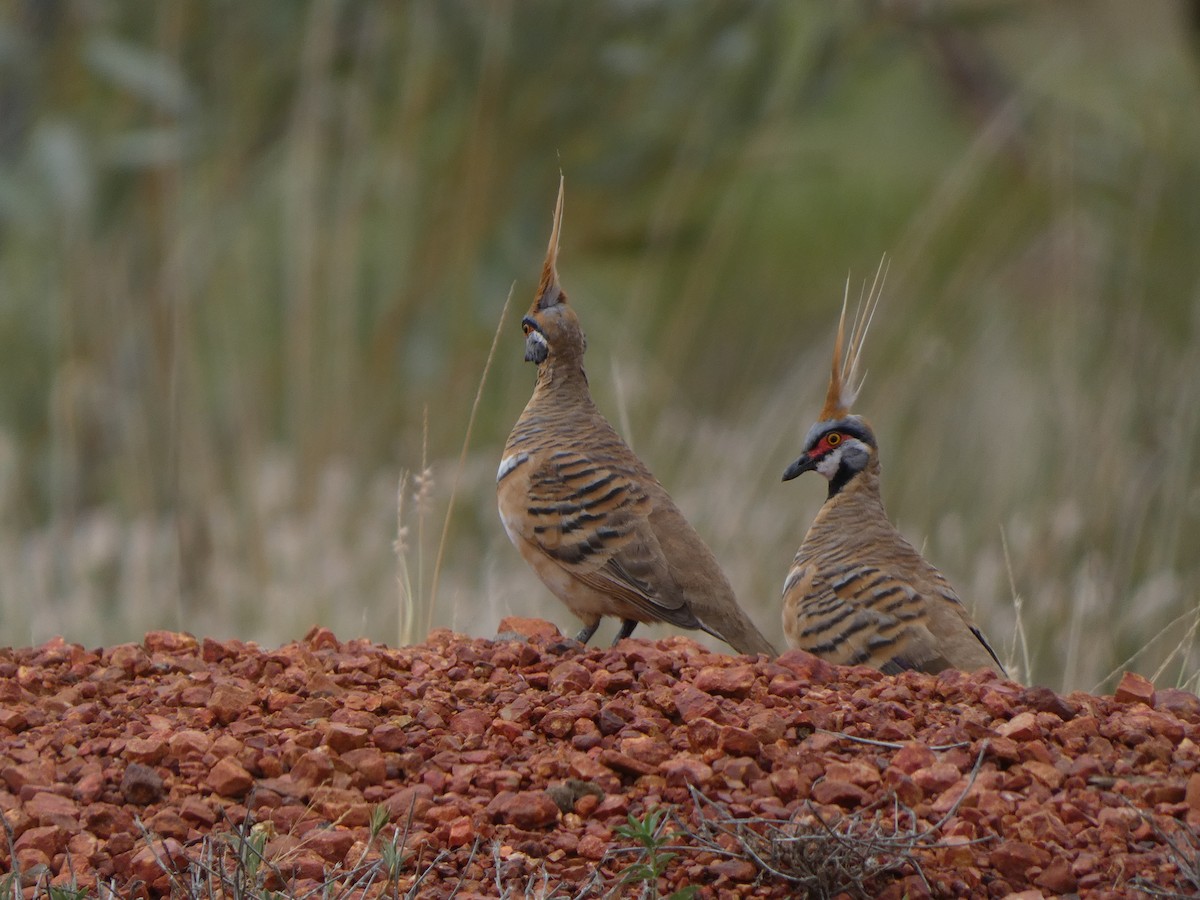 Spinifex Pigeon - ML513462951