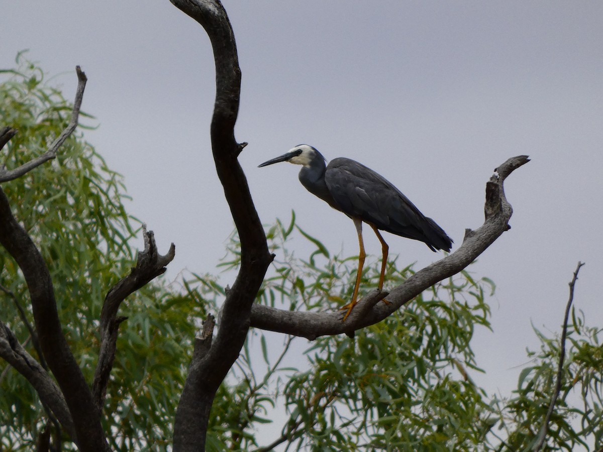 White-faced Heron - ML513463701