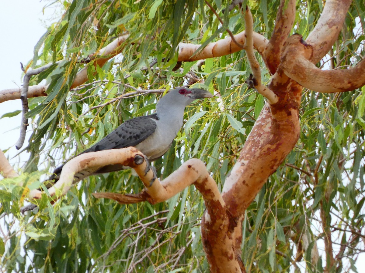 Channel-billed Cuckoo - ML513465031