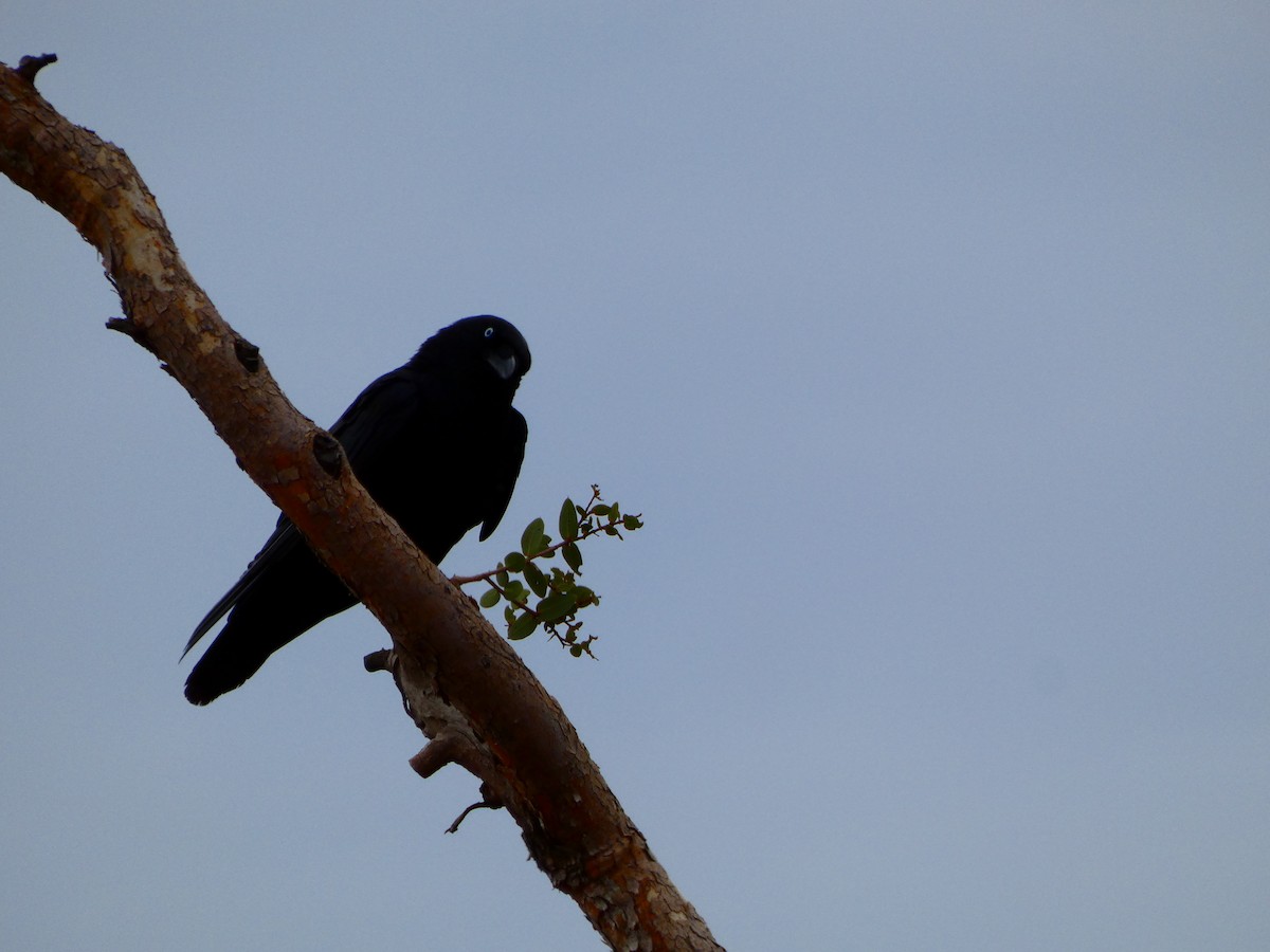 Corbeau du désert - ML513465261