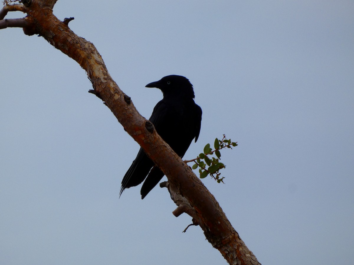 Corbeau du désert - ML513465271