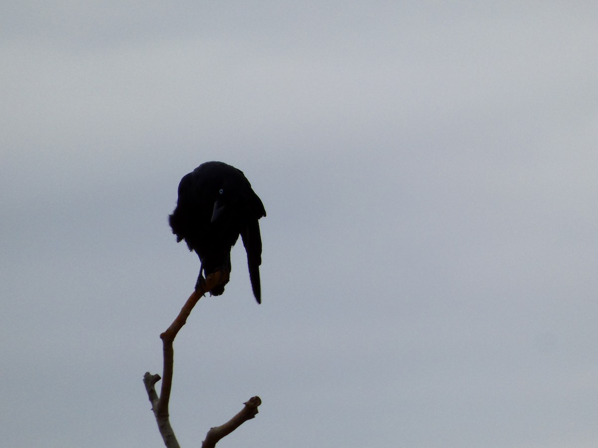 Corbeau du désert - ML513465281