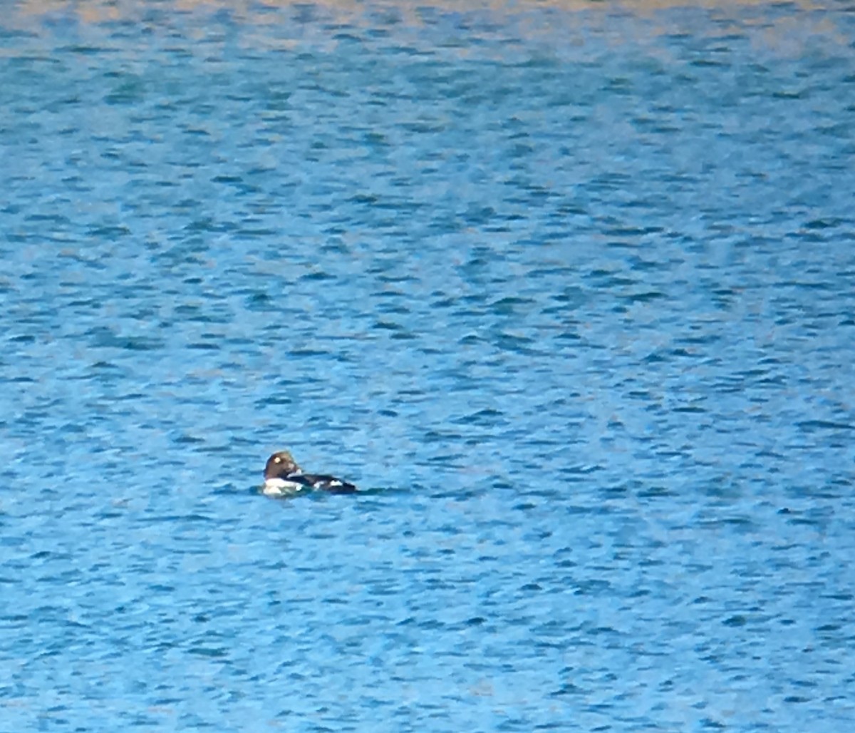 Common Goldeneye - ML51346531
