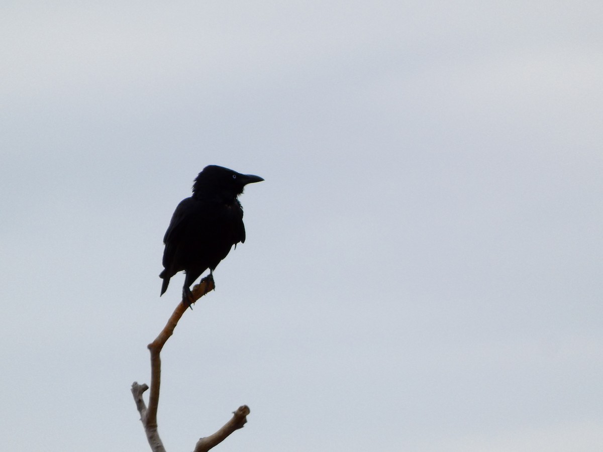 Corbeau du désert - ML513465331