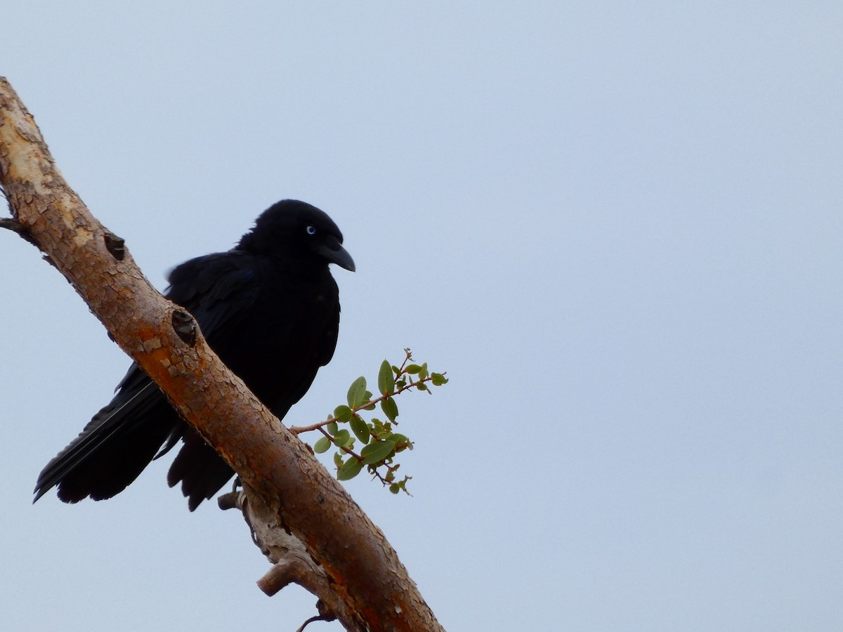 Corbeau du désert - ML513465341