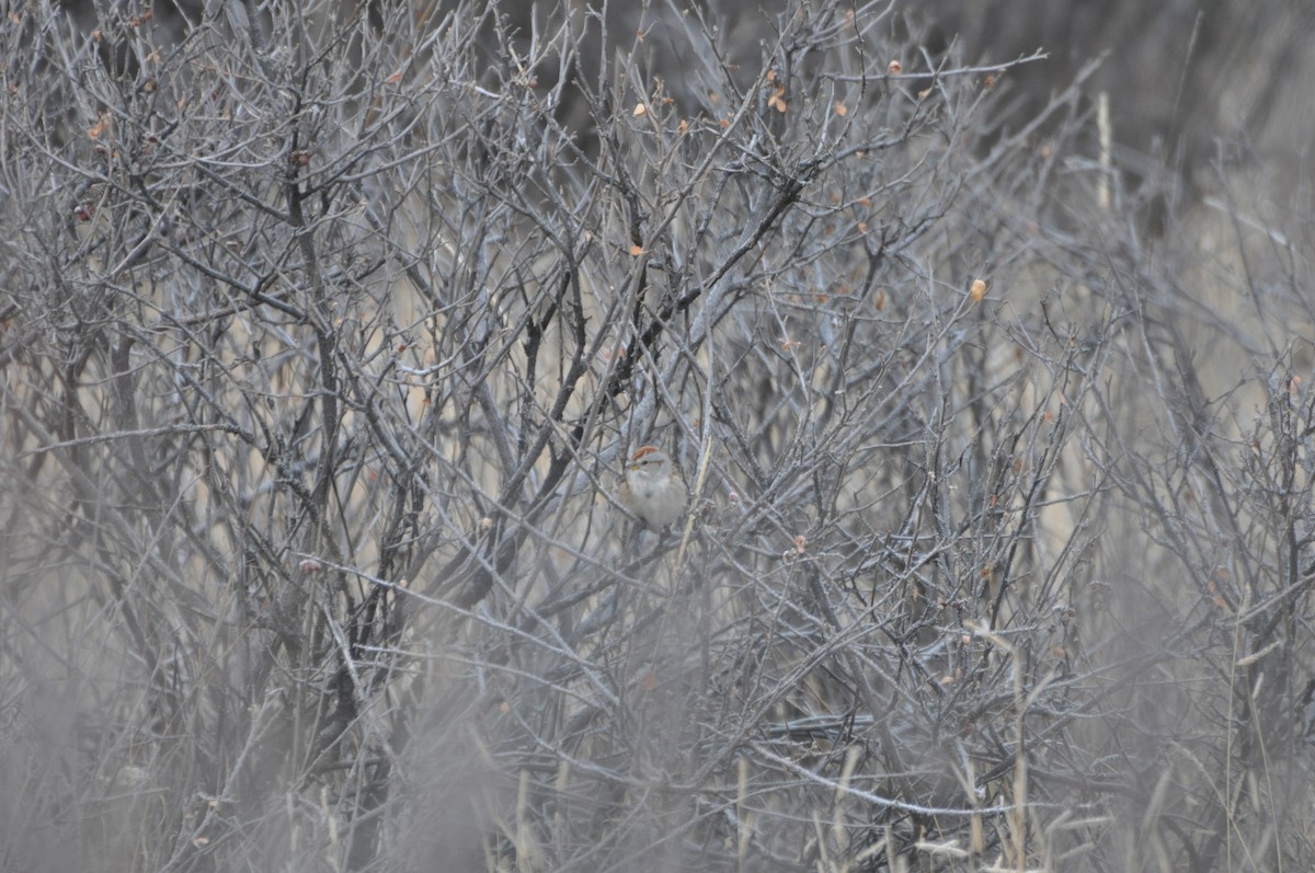 American Tree Sparrow - ML513465821