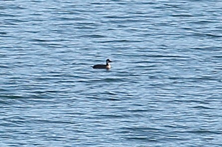 Black Scoter - ML513465931