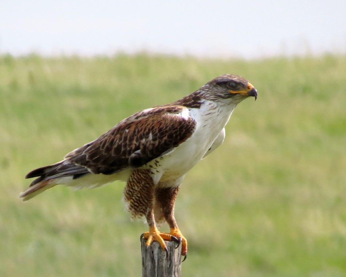 Ferruginous Hawk - ML51346621