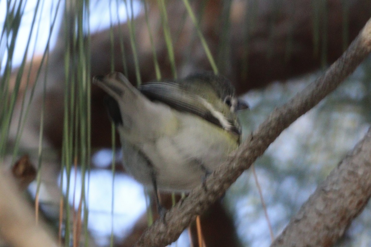 Vireo de Cassin - ML513468031