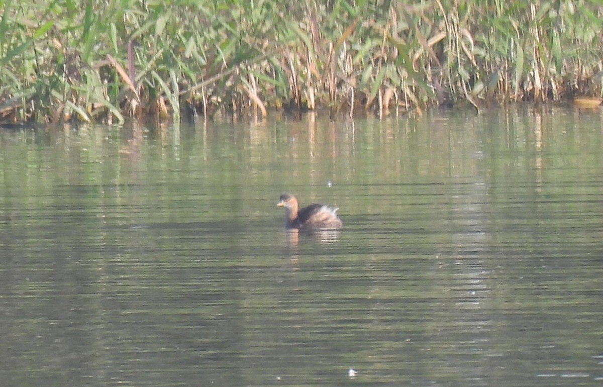 Little Grebe - ML513469141