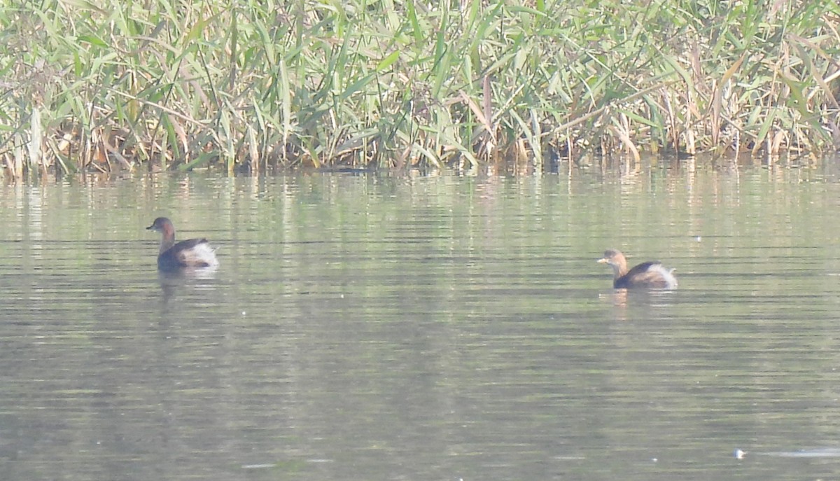 Little Grebe - ML513469151