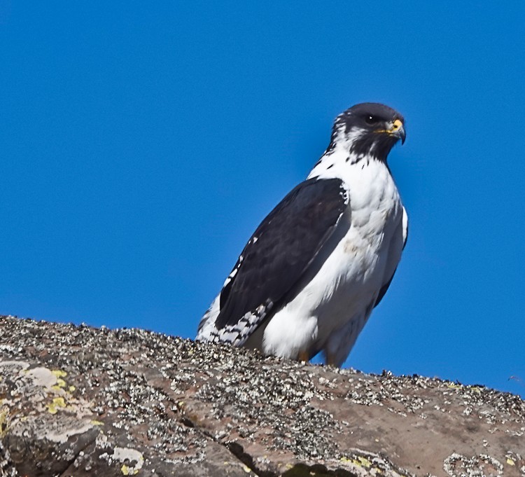 Augur Buzzard (Augur) - Arden Anderson