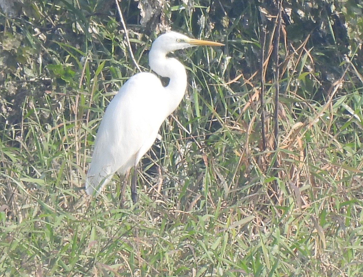 Great Egret - ML513470541