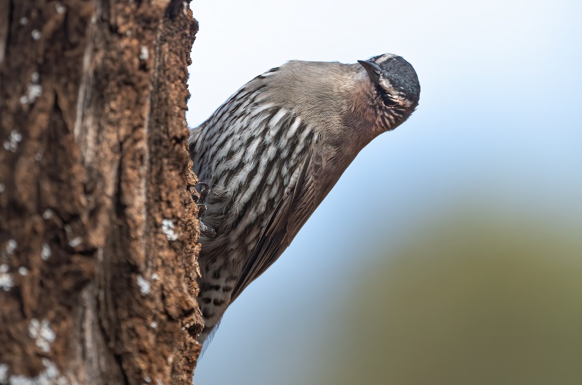 White-browed Treecreeper - ML513470781