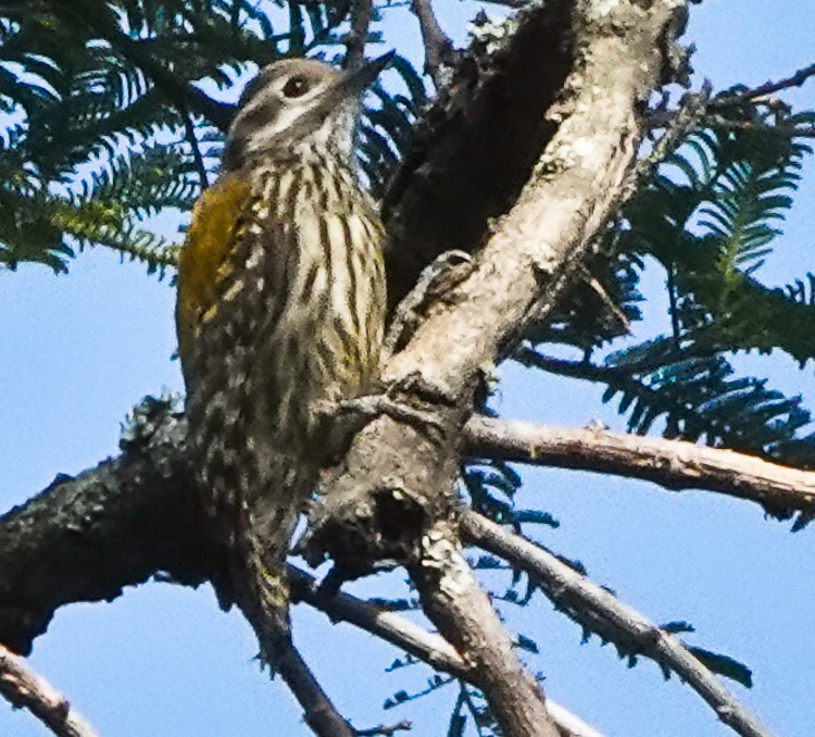 Abyssinian Woodpecker - Arden Anderson